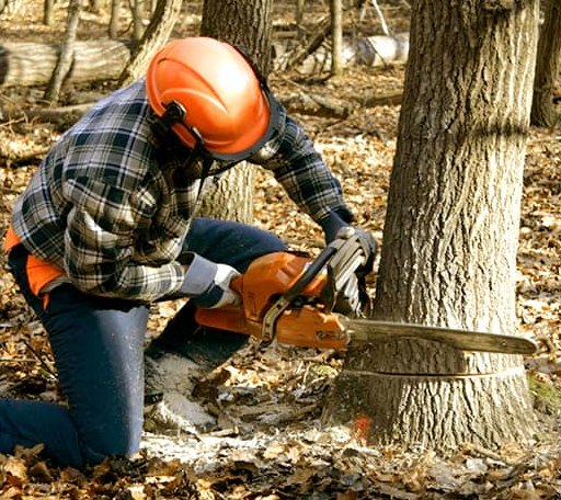 Tree Removal in Mcclure, OH
